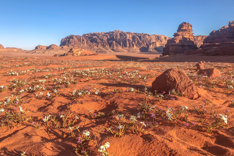 Excursion d'une journée en jeep et déjeuner traditionnel - Désert de Wadi Rum