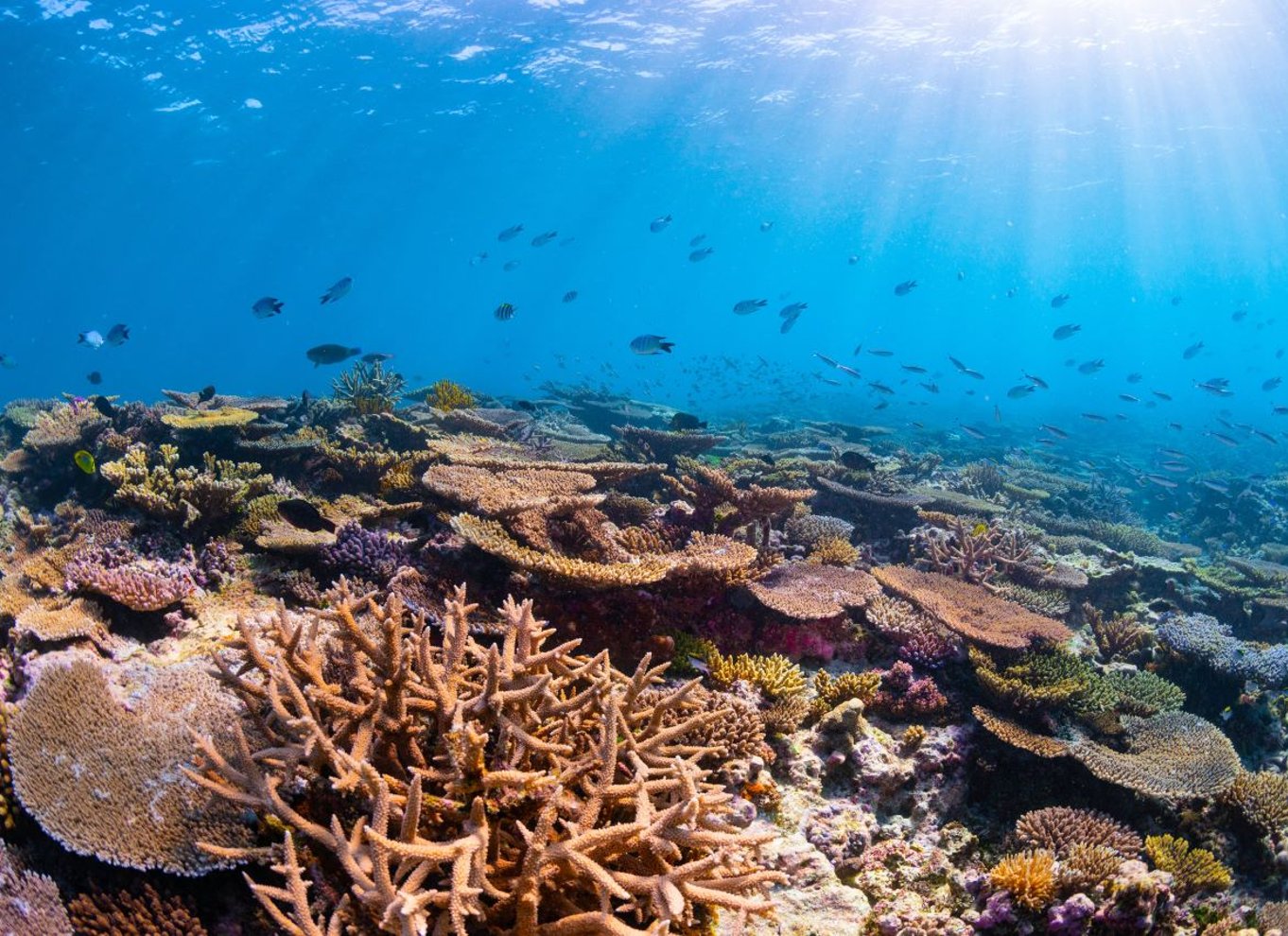 Dagstur med dykning på det sydlige Great Barrier Reef