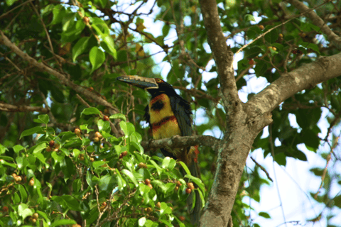 Minca: Birdwatching at sunrise with Jungle Joe