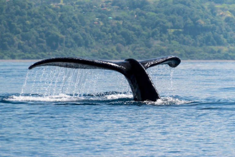 Uvita:Przyroda i dzikie zwierzęta - maczugi motyle wieloryby leniwce