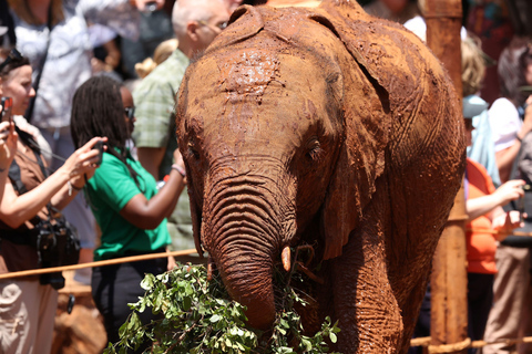 Nairobi : Visite de la pépinière d&#039;éléphants David Sheldrick