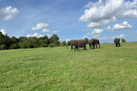 Parque Nacional de Minneriya : Safari en Jeep con entradas