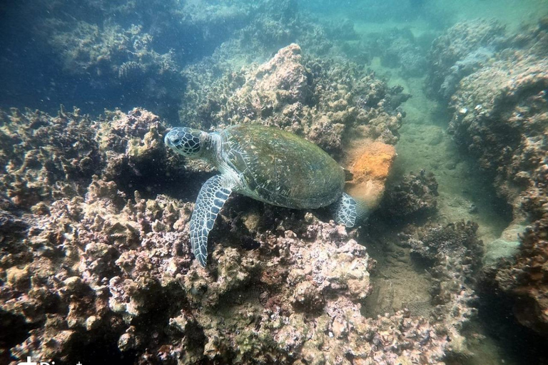 Salalah: Scuba Diving Discover Oman’s hidden underwater gems