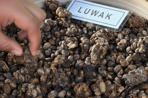 Bali: Hidden And New Secret Waterfalls All Including