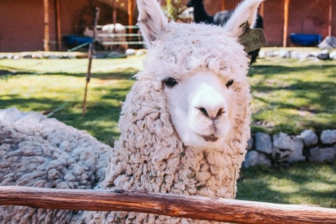 Visite d'Arequipa + Monde de l'Alpaga