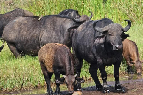 Nairobi: passeio de meio dia no Parque NacionalNairobi: tour privado de meio dia no Parque Nacional