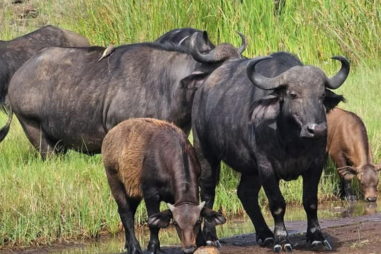Nairobi: passeio de meio dia no Parque NacionalNairobi: tour privado de meio dia no Parque Nacional
