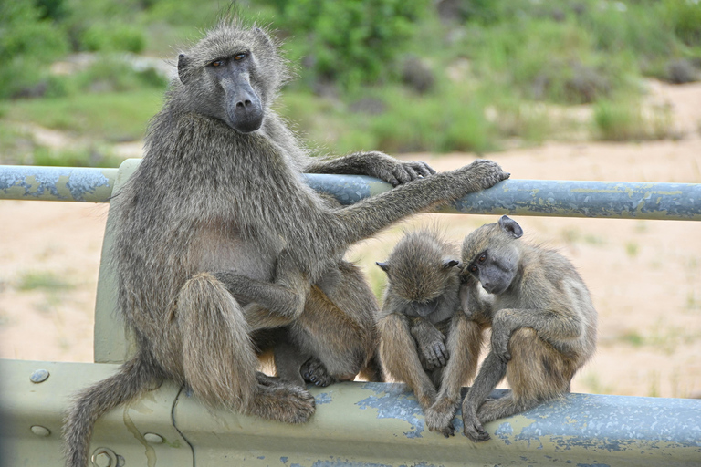 From Mombasa: Ngutuni Sanctuary Safari with Lunch