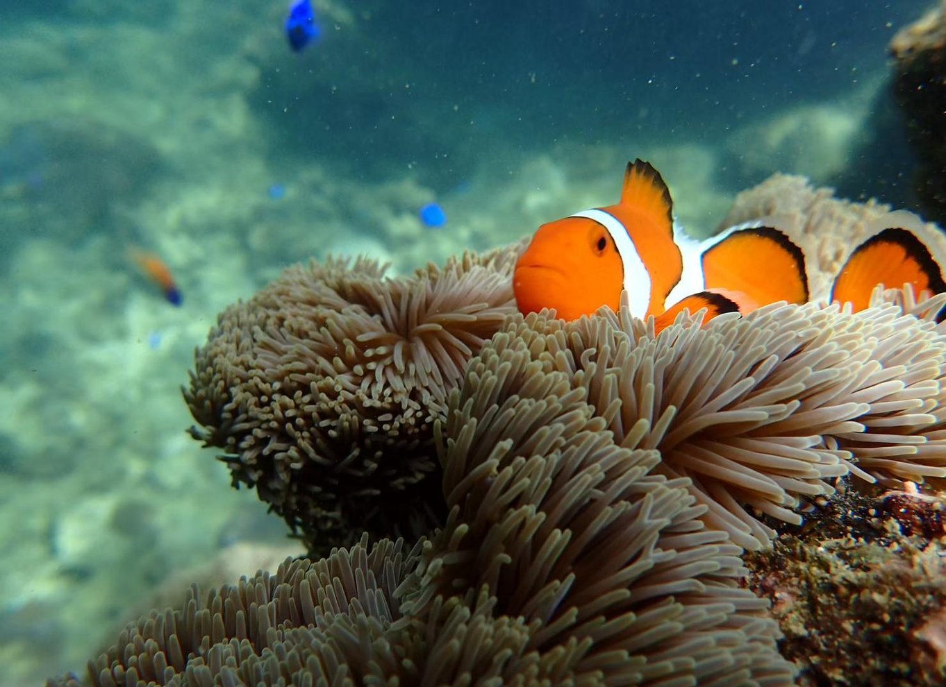 Ishigaki-øen: SUP eller kanosejlads og snorkling ved Blue Cave