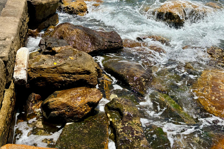 Sydney: city tour particular pelo porto e por Bondi com transferSydney: Excursão particular pela cidade, pelo porto e por Bondi com transporte