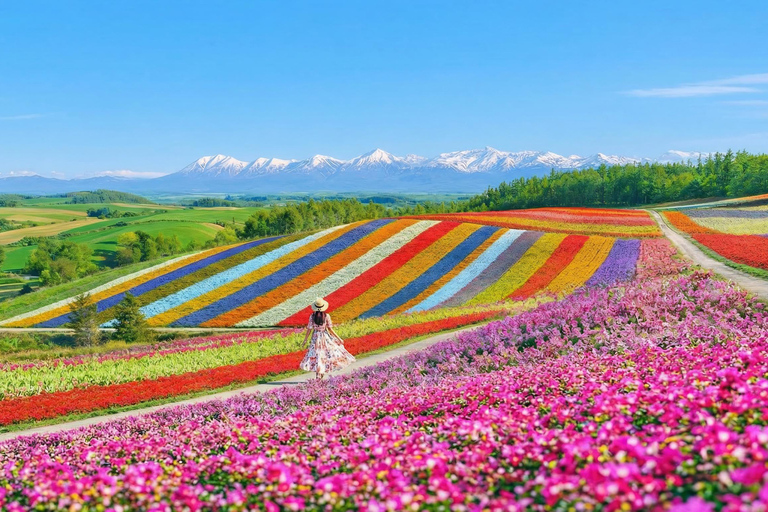 Summer Hokkaido: Furano lavender, Blue Pond,Shikisai-no-Oka 7:50 am meet at Odori Park subway station exit 31
