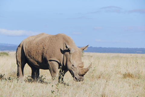 Tour del Parco Nazionale di Nairobi (tutti i biglietti d&#039;ingresso al parco sono inclusi)