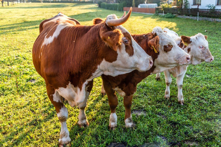 From Ljubljana: Bled & Bohinj Day Trip + Local Picnic Treat
