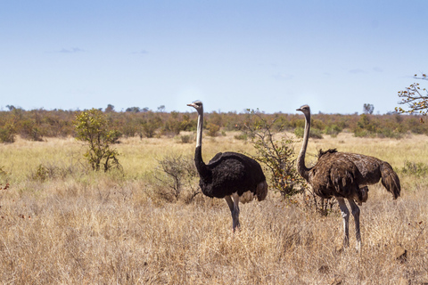 Ostateczna 6-dniowa prywatna przygoda na safariNajlepsza 6-dniowa prywatna przygoda na safari