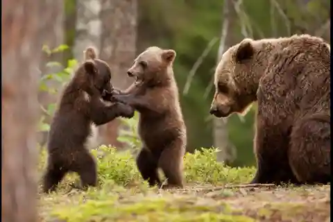 Small group - max 7 pax -Wild Bears Safari on Transfăgărășan