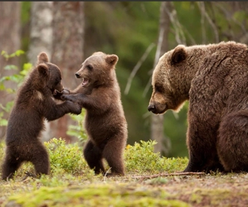 Wild Bears Safari & the Best Road in the World, Small group