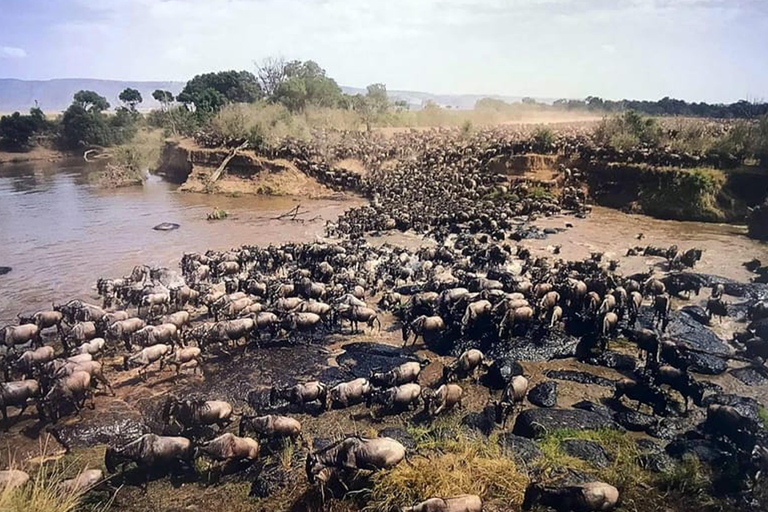 Arusha: Safari Migratorio de 6 días por el Parque Nacional del Serengeti