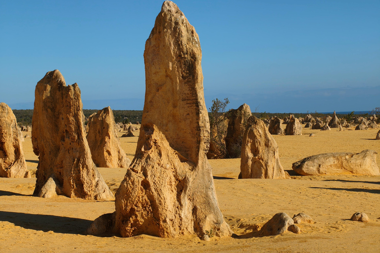 From Perth: Koala, Pinnacles Stargazing Day Tour