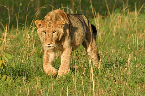 De Entebbe: Safari de 4 dias às Cataratas de Murchison e às Cataratas de Aruu