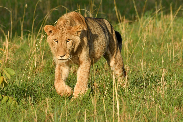 Oeganda: 4-daagse safari naar Lake Mburo en Queen Elizabeth NP