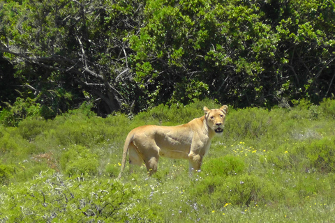 Schotia Safari – Big 5 Experience with High Lion Sightings