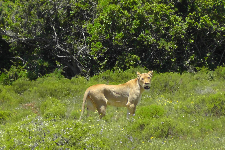 Schotia Safari – Big 5 Experience with High Lion Sightings