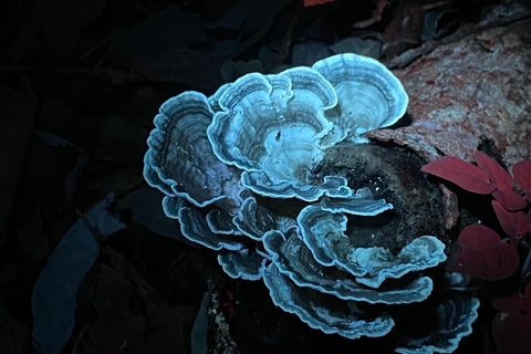 Manuel Antonio : Visite nocturne avec un guide naturaliste.