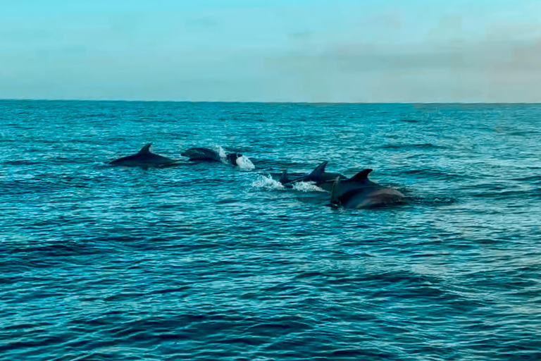 Benalmádena Catamaran Sightseeing Tour: Tapas Food Tasting, Drinks, Swimming & Dolphins Benalmádena Catamaran Tour: Tapas Tasting, Drinks, Swimming, and Dolphins