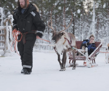 Levi: Lappish Reindeer Sled Ride 3 km