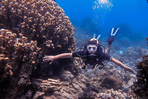 Aqaba Dive Adventure : Explorez la mer Rouge lors d&#039;une excursion