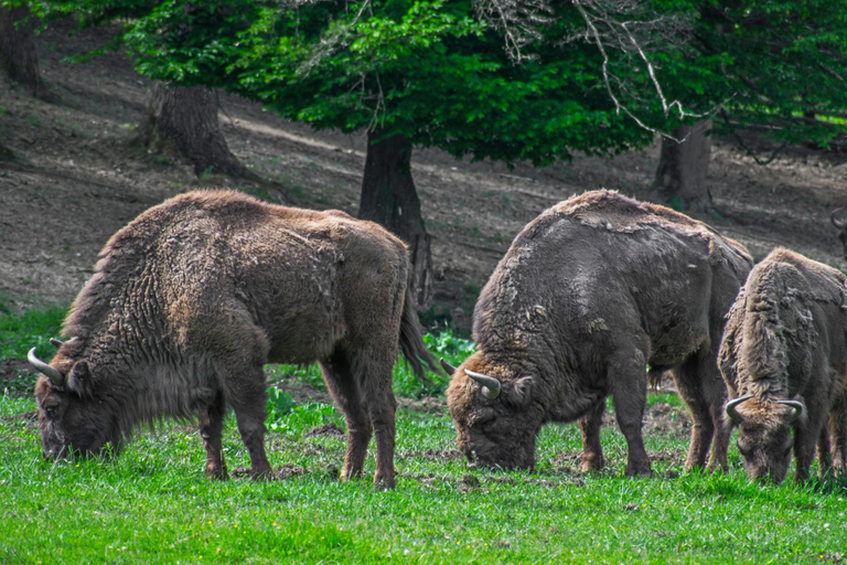 Brasov: Corvin Castle & Hateg Bison Reserve Day Trip