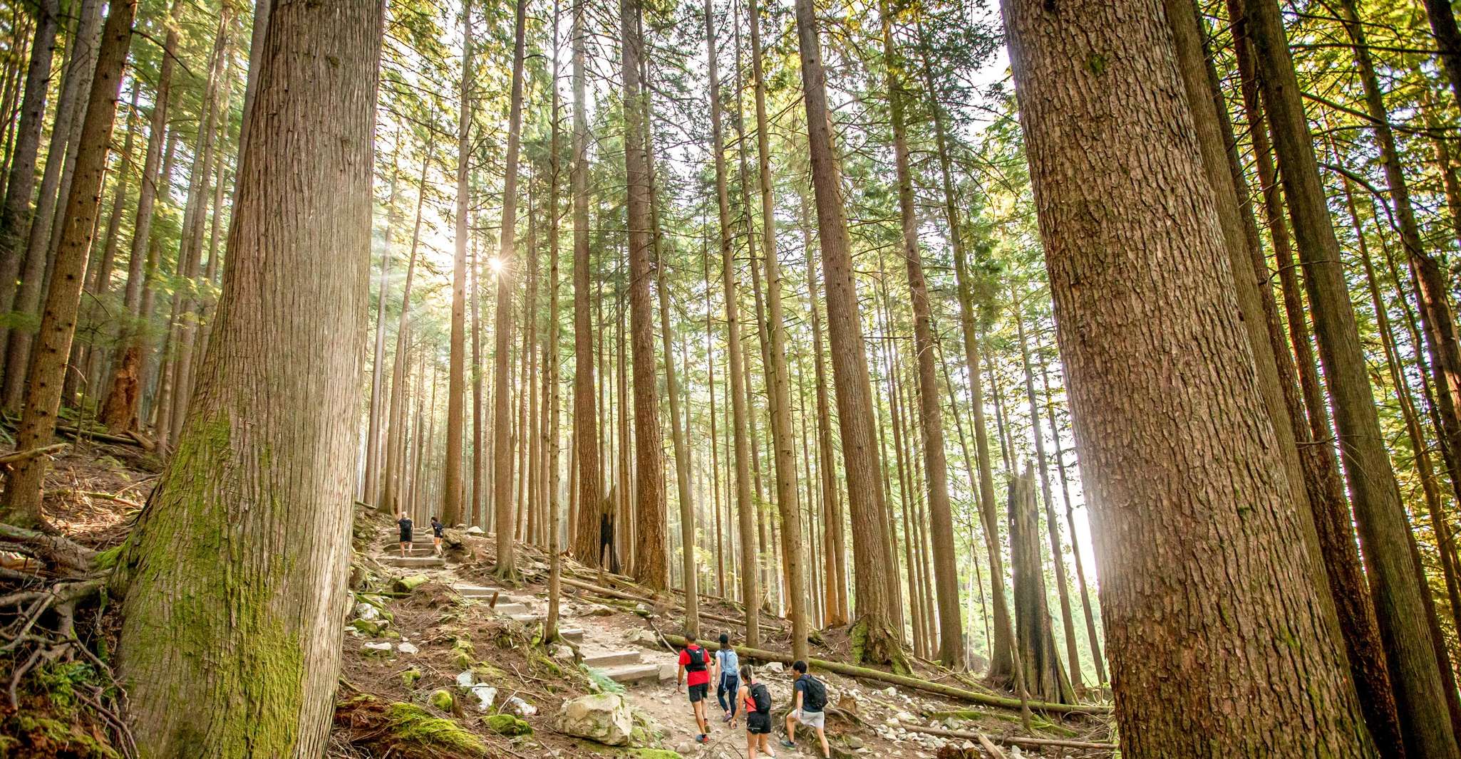 Vancouver: Guided Hiking Highlights at Grouse & Lynn Canyon