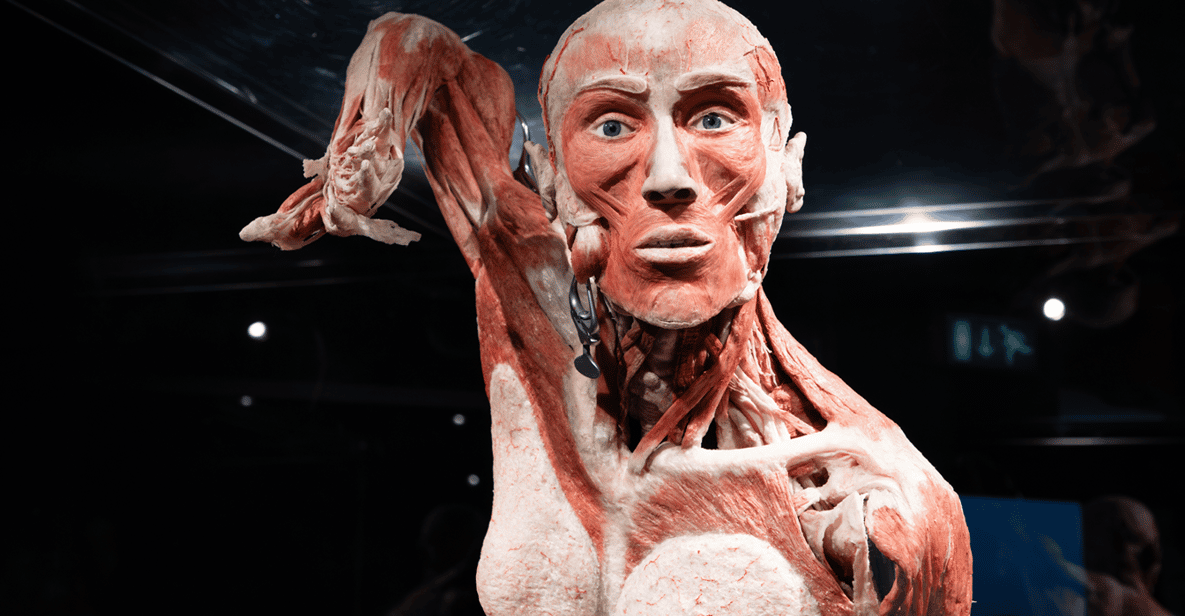 Afbeelding 6 van Body Worlds Amsterdam: The Happiness Project Ticket