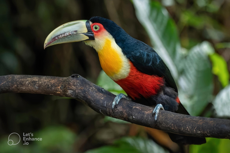 São Paulo & Atlantic Forest: Serra do Mar State Park Tour