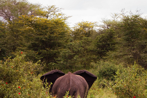 Depuis Zanzibar : Safari de nuit dans le Selous G.R. avec volssafari partagé