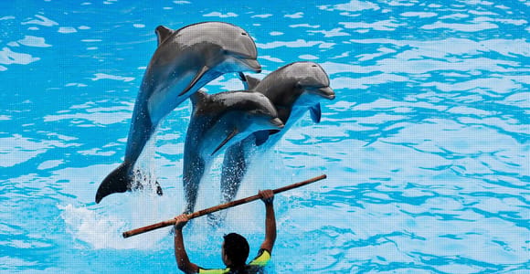 From Alanya/ Side: Dolphin Show Tickets with Hotel Transfer