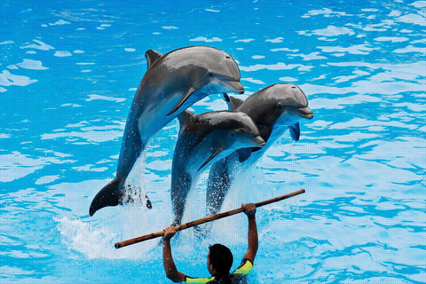 Alanya: Dolphin Park Transferservice von allen OrtenTransfer von Hotels