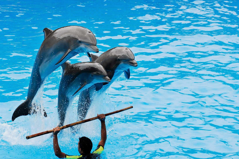 Alanya: Dolphin Park Transferservice von allen OrtenTransfer von Hotels