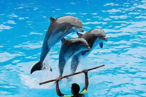 Alanya: Dolphin Park Transfers Service from All Locations