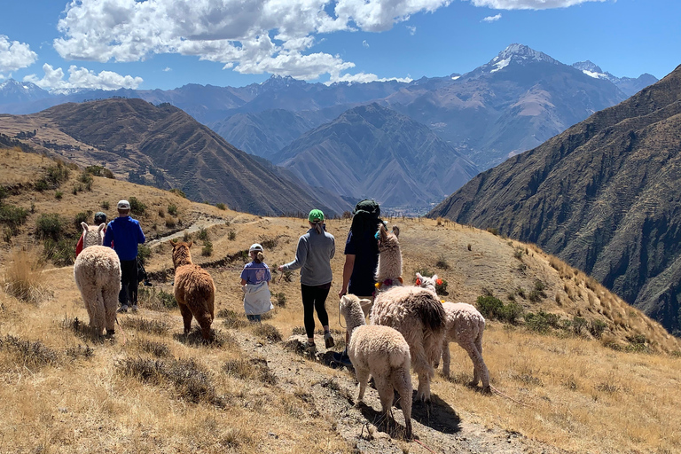 Cuzco : Promenade dans la nature avec des alpagas et des lamas.