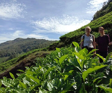 Private Munnar Tea Trek