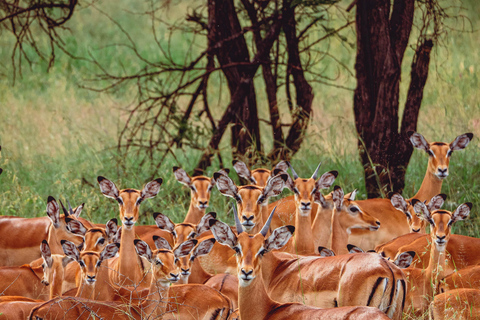 Arusha: Big Time Wildlife Safari in Tanzania