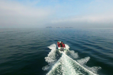 From Paracas: Ballestas Islands and Paracas National Reserve Ballestas Islands tour only