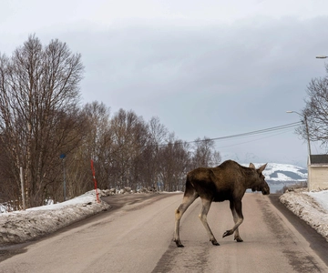 Elg Wildlife Safari Photo Safari Vesteralen