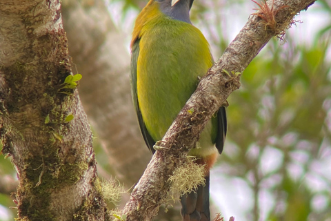 Monteverde: Vogelexcursie