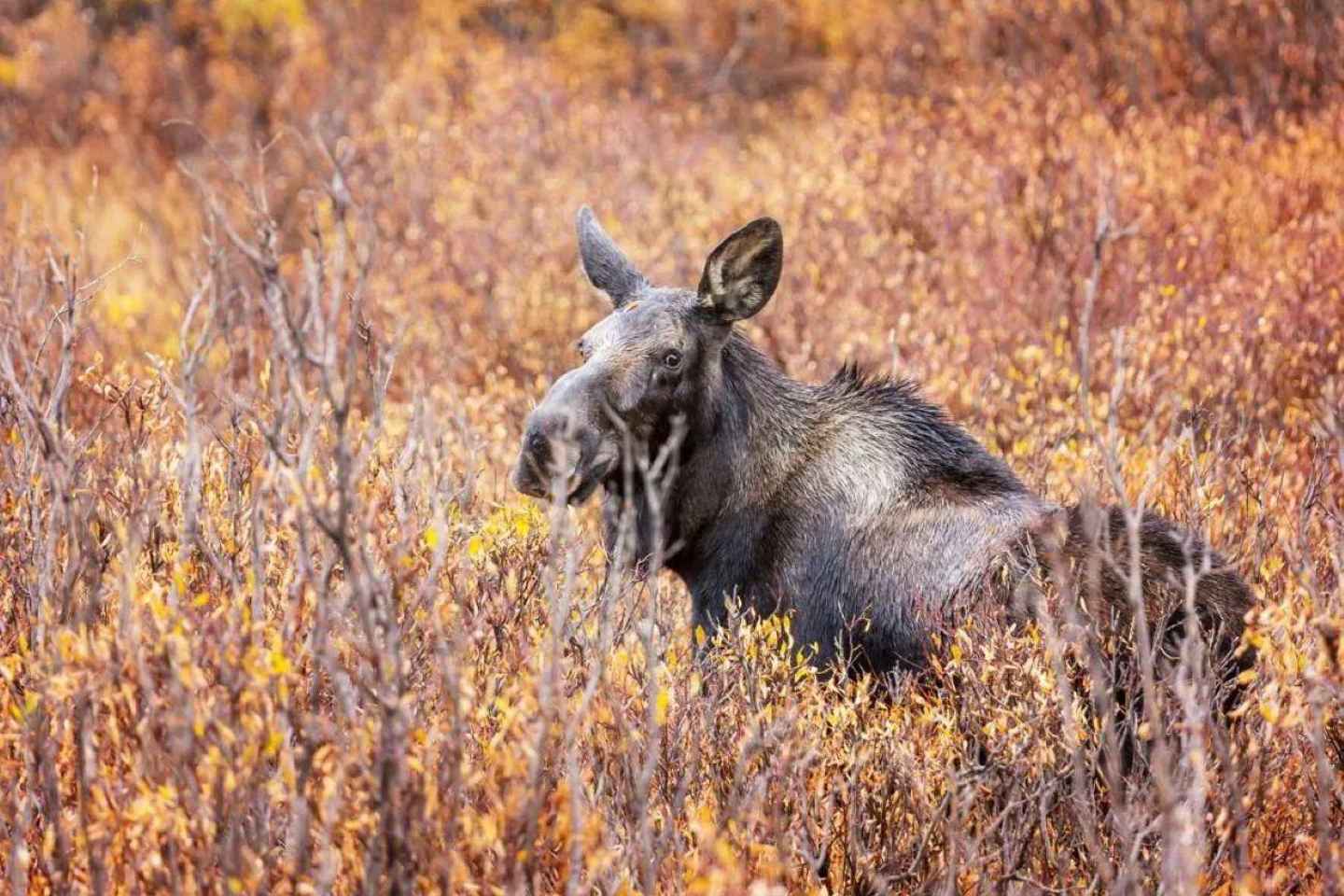 Sälen: Evening Moose Safari in the Forests