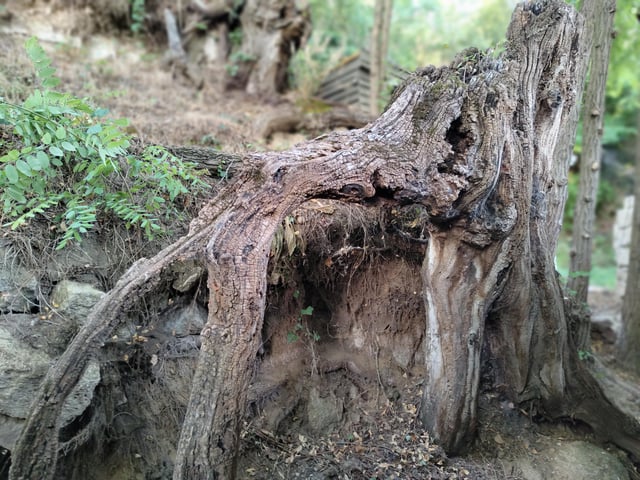 Entrez dans le tableau, touchez les racines et remontez le temps !
