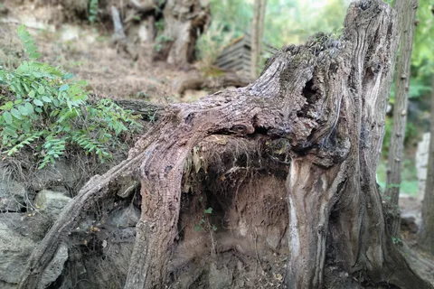 Enter the painting, touch the roots and go back in time !