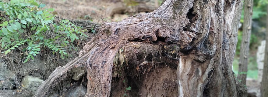 Entrez dans le tableau, touchez les racines et remontez le temps !
