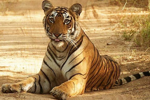 Jaipur: Ranthambore privat guidad tur med taxi